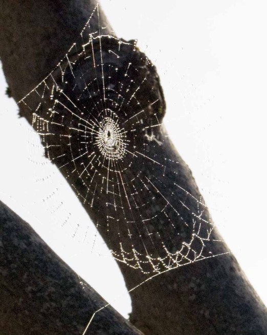 spider web