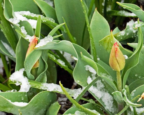 snow tulip buds