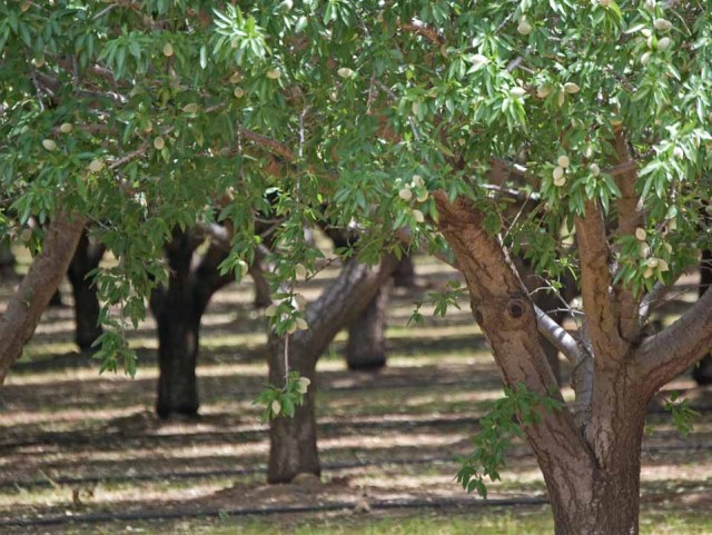 almond orchard Colusa County