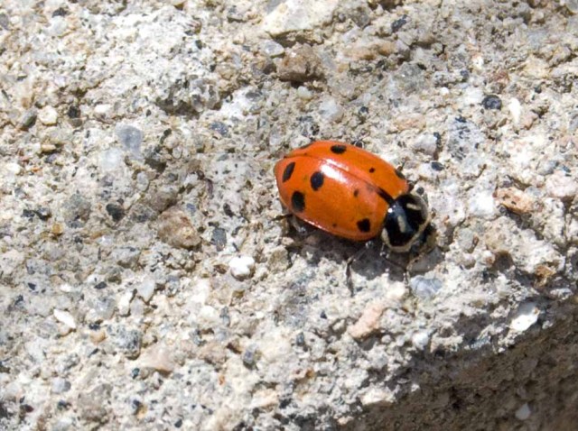 ladybug on cinderblock