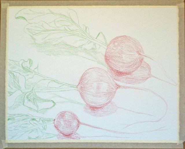 Prismacolor Radishes