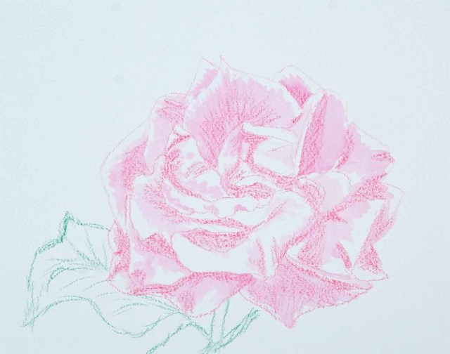 first rose 2