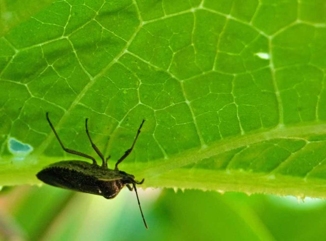 insect on another squash leaf