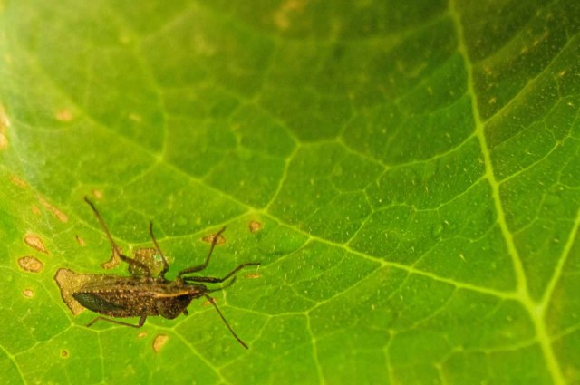 insect on squash leaf