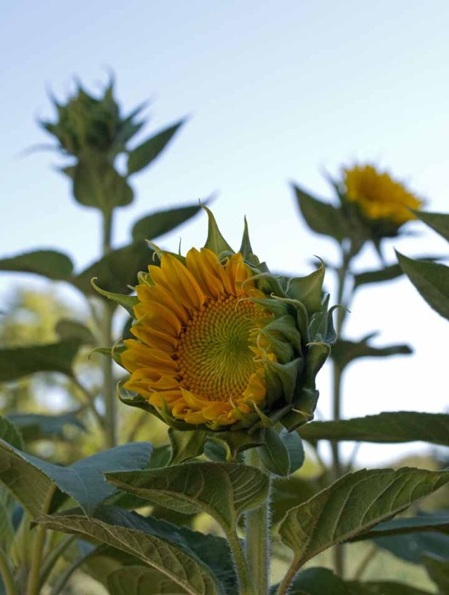 June sunflowers
