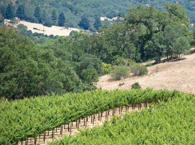 vineyard and oaks