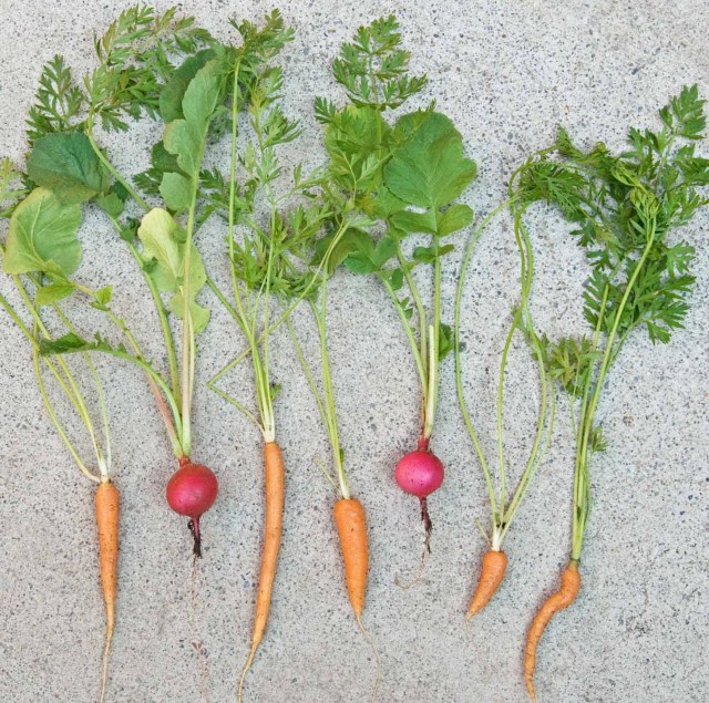 five carrots and three radishes