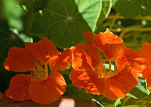 nasturtiums four