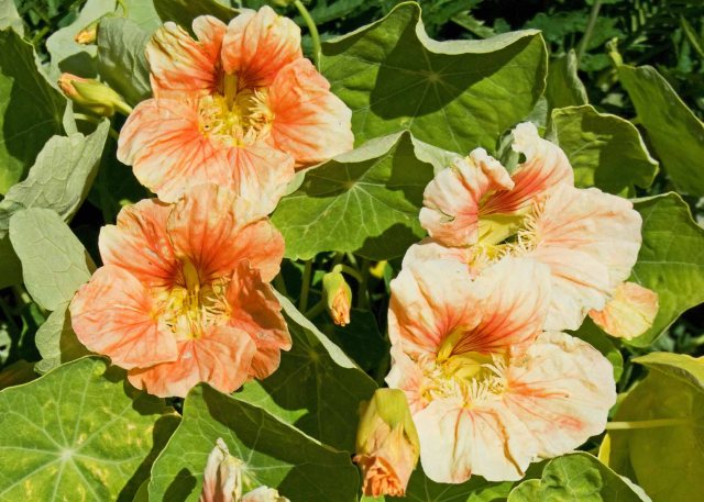 nasturtiums one