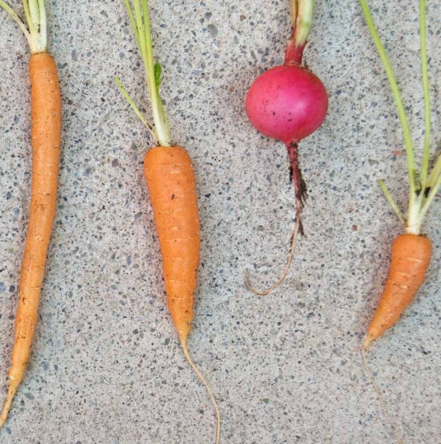 three carrots and a radish