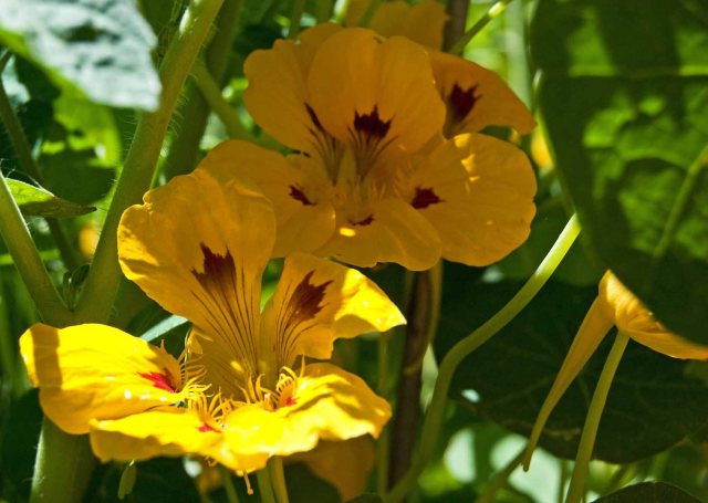 yellow and red nasturtiums