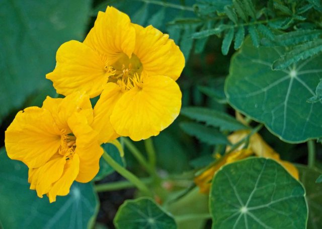 yellow nasturtiums
