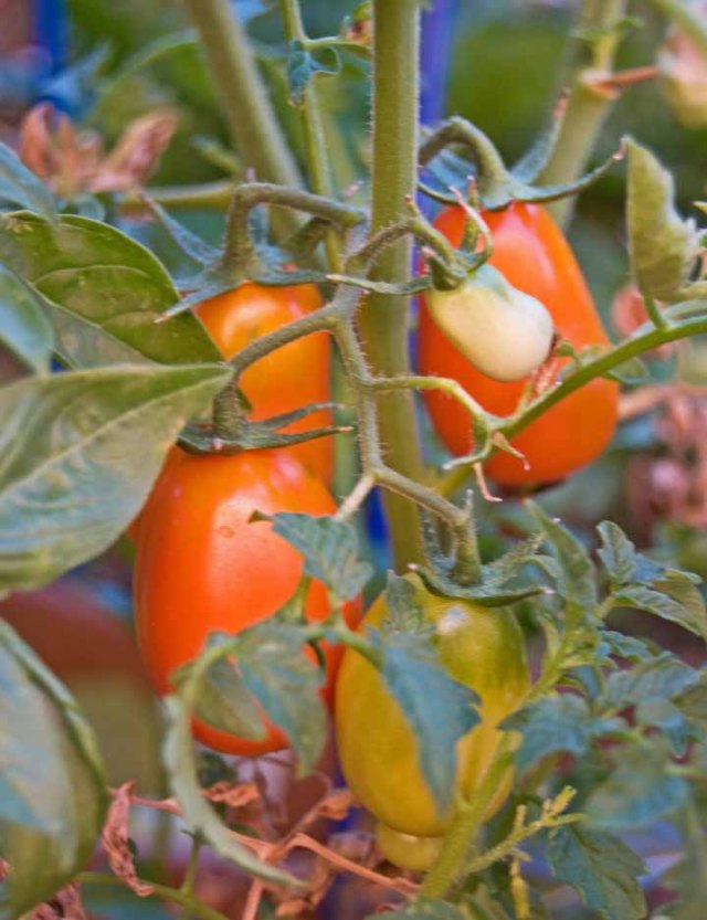 mid august tomatoes 1