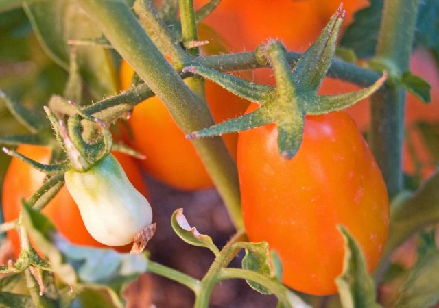 mid august tomatoes 2