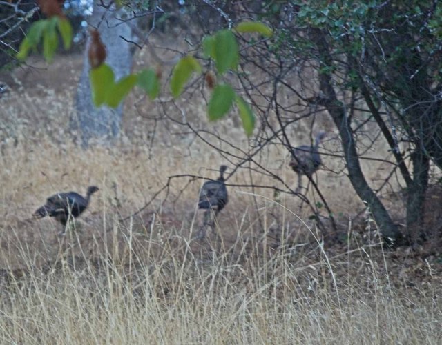 three turkey hens