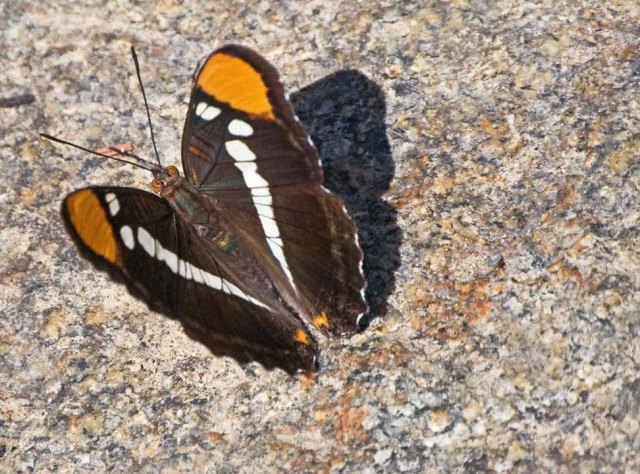 butterfly on river rock