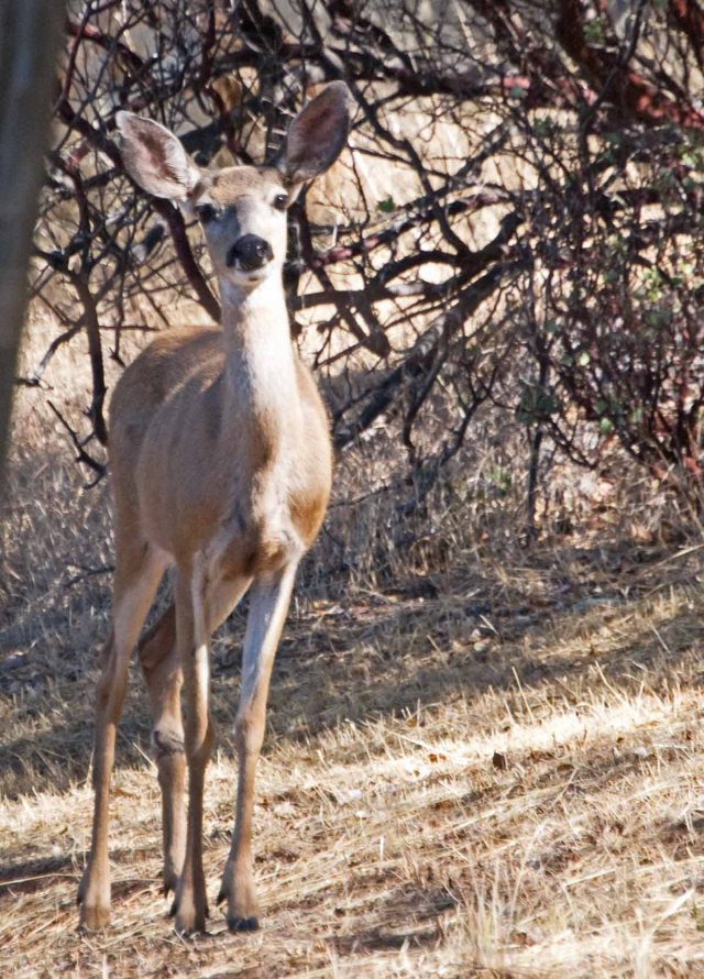 cautious doe