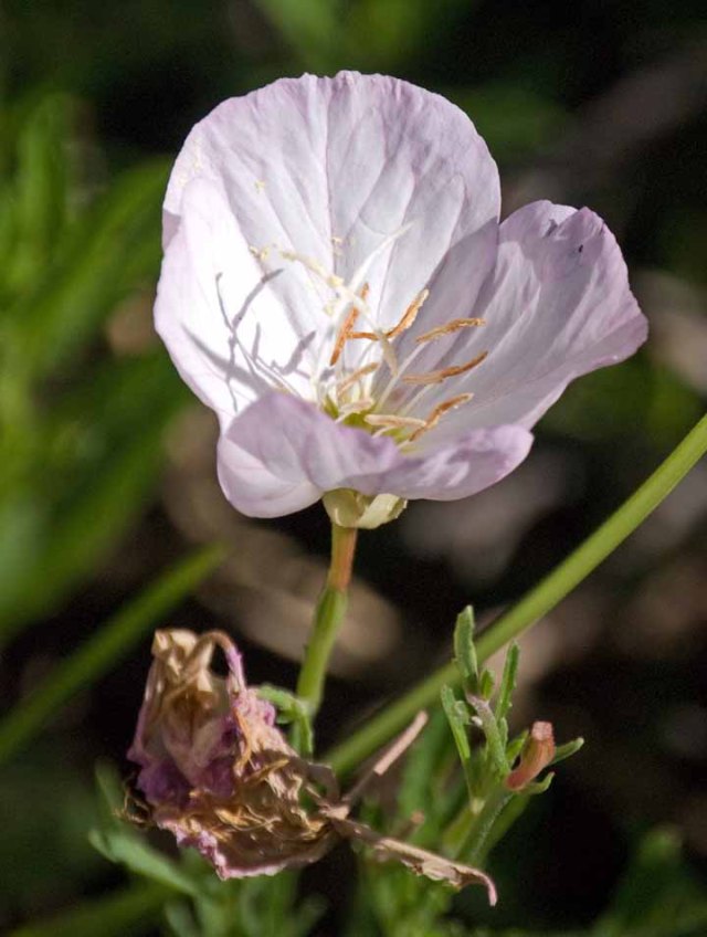gold country wildflower