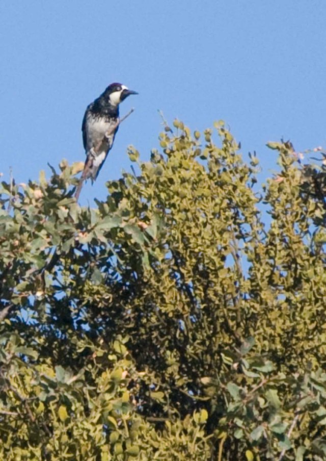 grass valley acorn woodpecker one