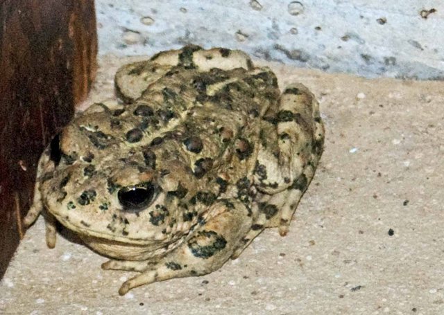 toad in laundry room 1