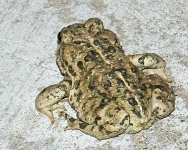 toad in retreat
