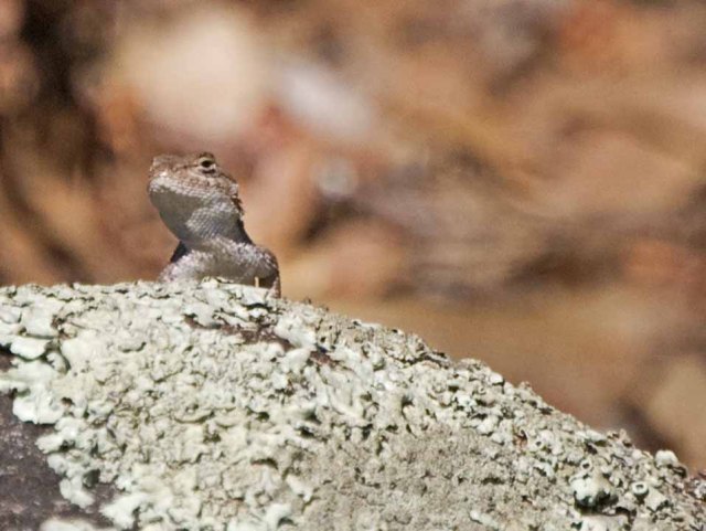 lizard on rock with lichen