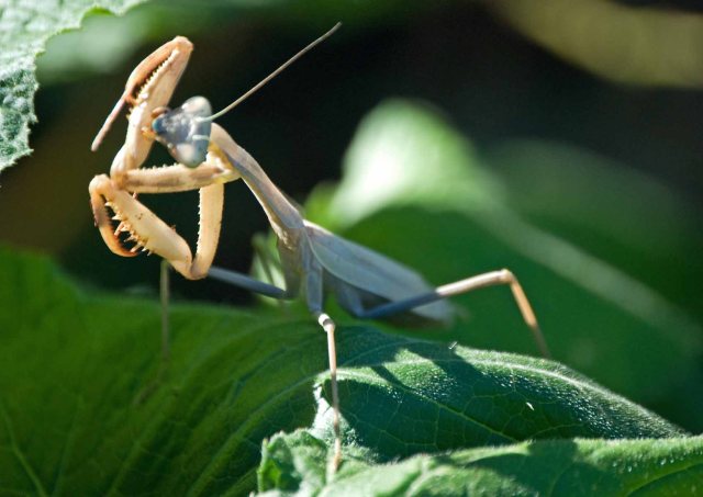 praying mantis another angle