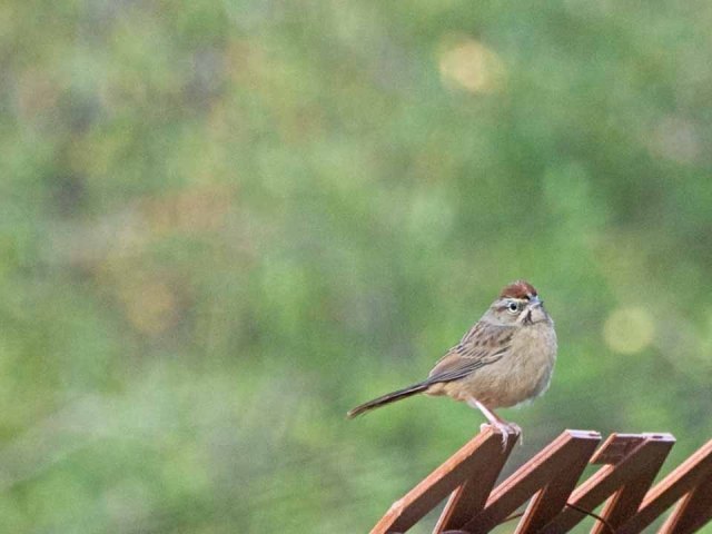 GV song sparrow
