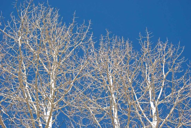 ready for winter SJNF