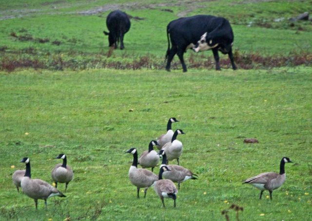 cows and geese