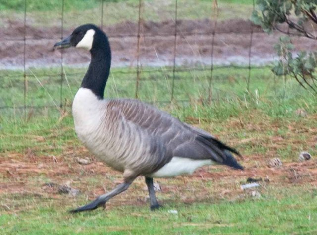 Grass Valley goose step