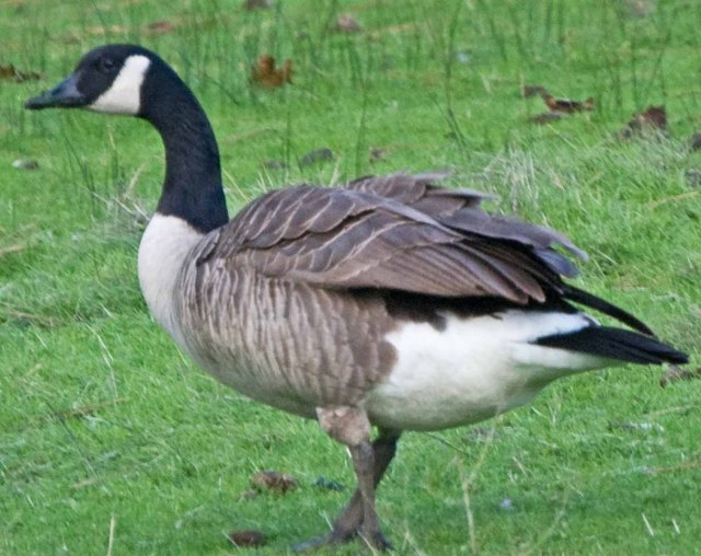 Grass Valley goose