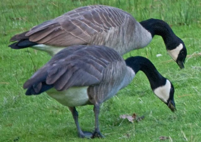 pair of Grass Valley geese