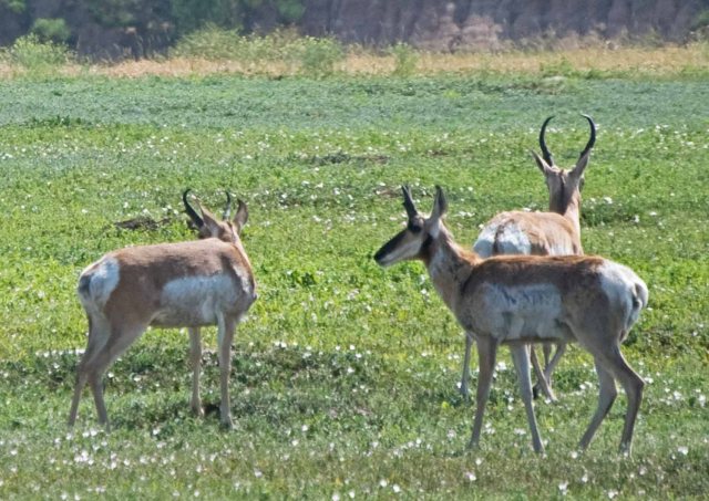 pronghorn closeup