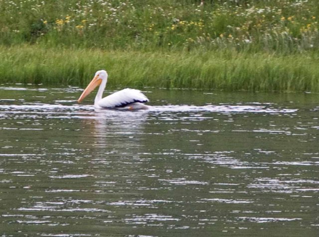 white pelican Yellowstone