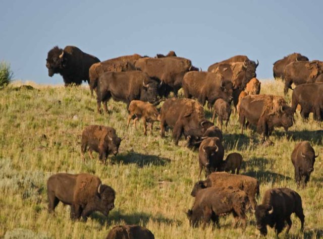 Yellowstone bison