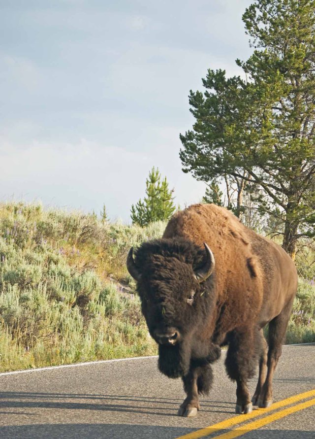 Yellowstone buffalo