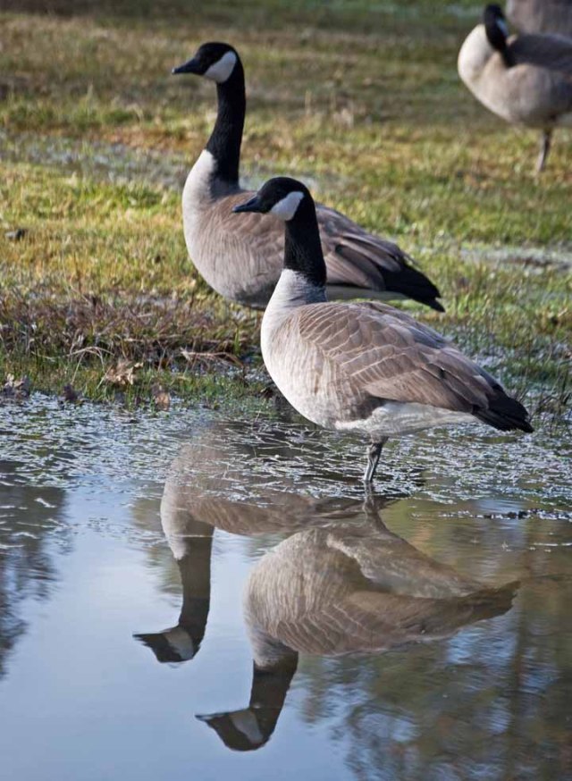 Canada geese at fairgrounds