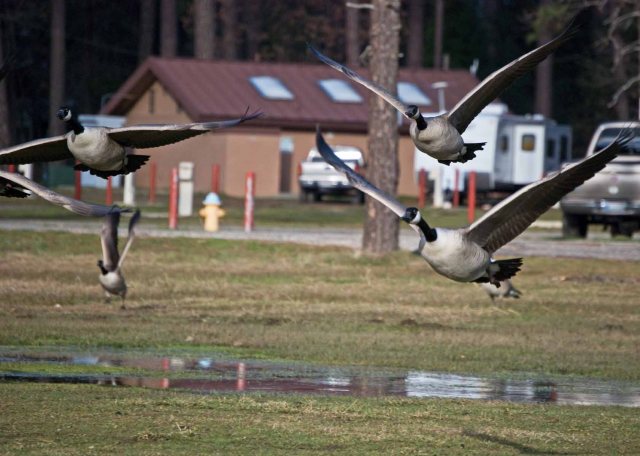 more hungry geese