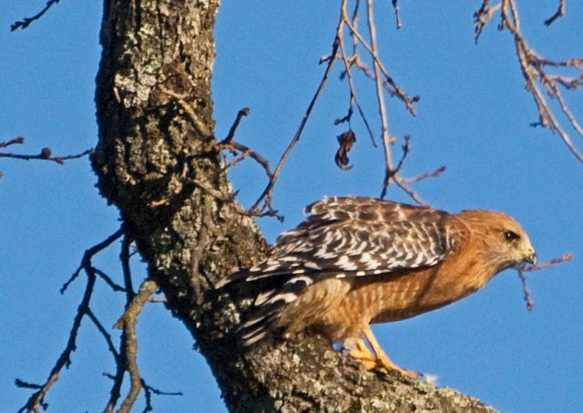 Red-shouldered Hawk 1