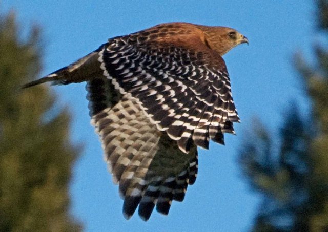 Red-shouldered Hawk 2