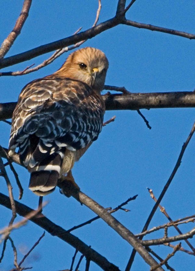 Red-shouldered Hawk 3