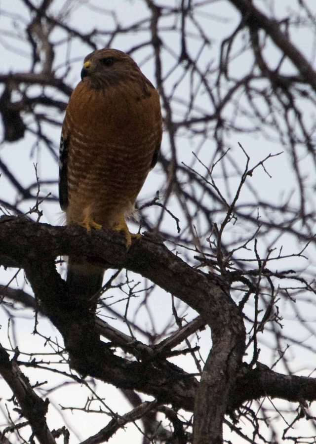 Red-shouldered Hawk in January 1