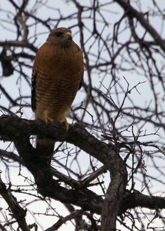 Red-shouldered Hawk in January 2