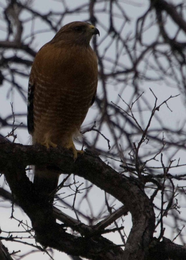 Red-shouldered Hawk in January 3