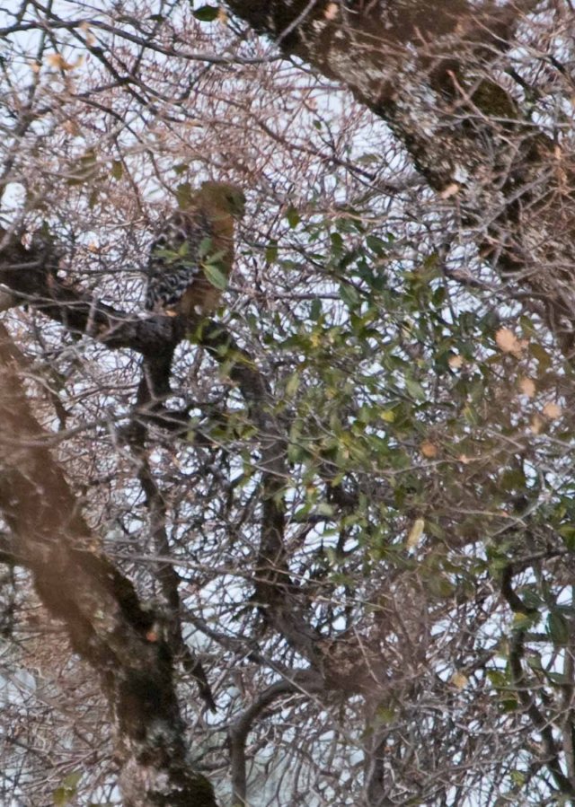 Red-shouldered Hawk in Oak