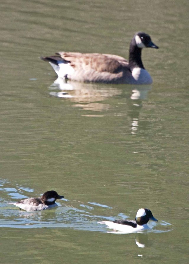 goose and bufflehead pair