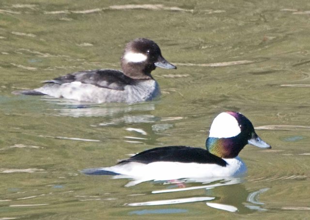pair of buffleheads
