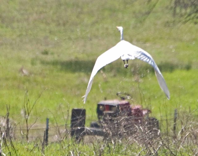 egret in flight
