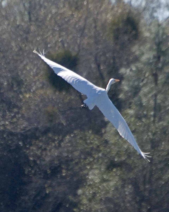 egret profile
